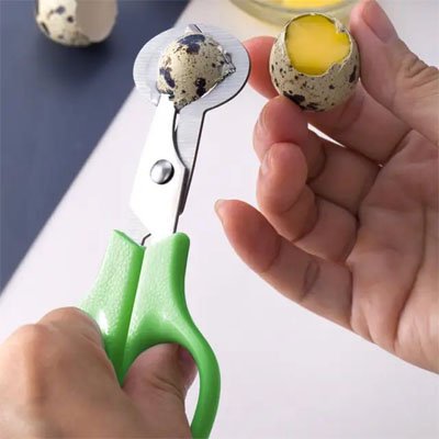 Coupe oeuf en démonstration sur un  oeuf de caille